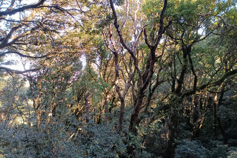 Puerto de la Cruz: Avatar forest -Taganana-Teresitas+coctail