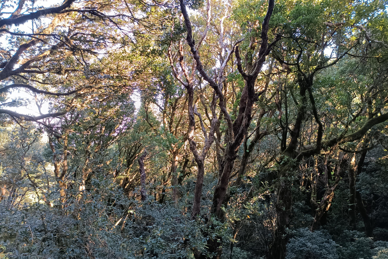 Puerto de la Cruz: Foresta di Avatar -Taganana-Teresitas+coda