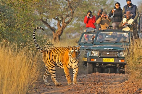 New Delhi: 3-days Ranthambore Tiger Safari Tour with Hotel
