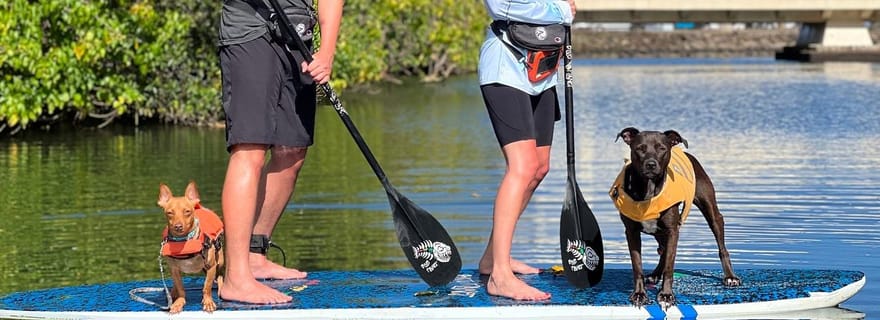 Oahu : SUPDog Experience - Paddle Board avec des chiens de sauvetage