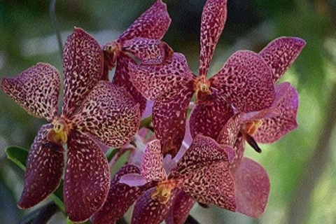 Nadi: Private Tour with Temple, Garden, Markets & Mud Pools