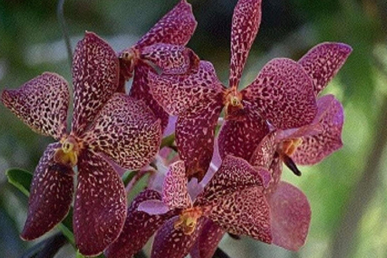 Nadi: Private Tour with Temple, Garden, Markets & Mud Pools