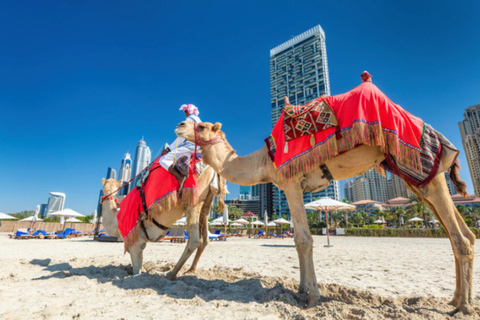 Dubai: Guided Camel Ride on JBR Beach with Skyline Views