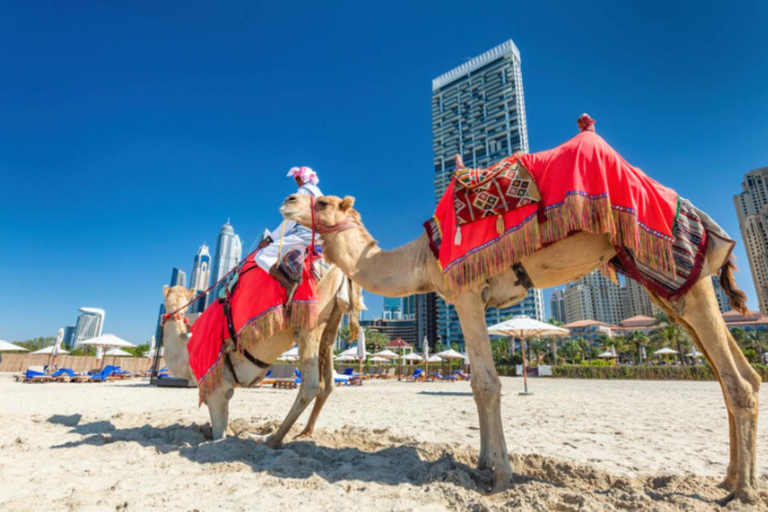 Dubai: Guided Camel Ride on JBR Beach with Skyline Views
