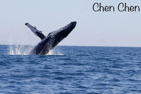 Cabo San Lucas: Obserwacja wielorybów