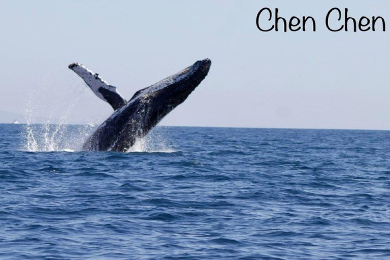 Cabo San Lucas: Obserwacja wielorybów