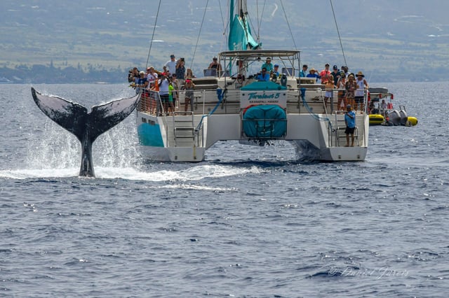 Maui : Observation des baleines à Ka&#039;anapali sur un voilier de luxe