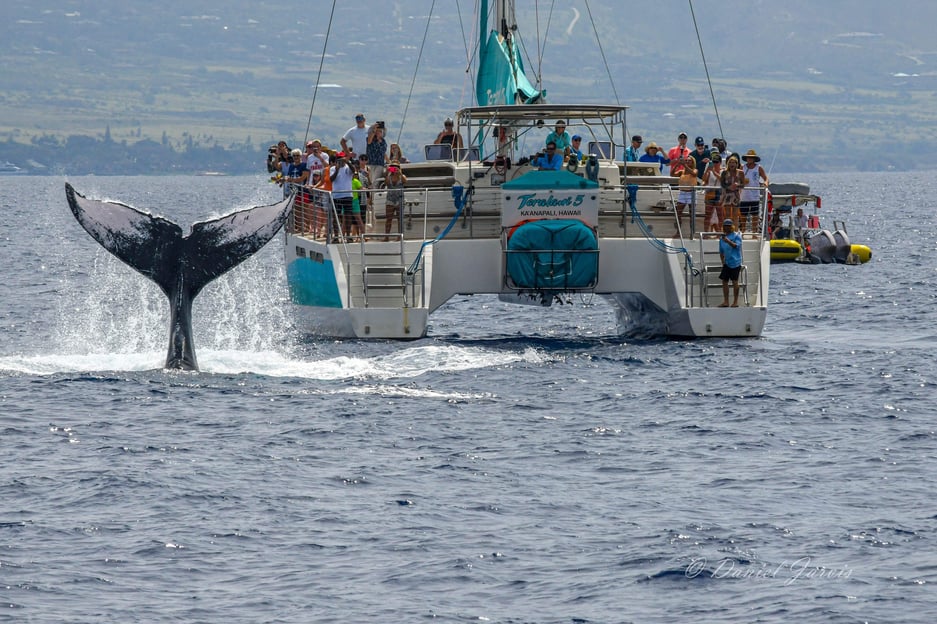 Maui: Ka&#039;anapali Whale Watch on Luxury Sailboat