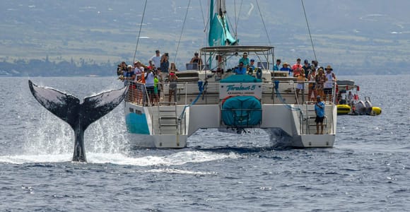 Maui: Ka&#39;anapali Whale Watching Cruise on Luxury Sailboat