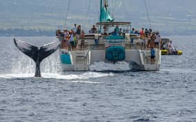 Maui: Ka'anapali Whale Watch on Luxury Sailboat