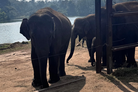 Safari en Jeep por la Vida Salvaje en Bannerghatta con Traslado Privado