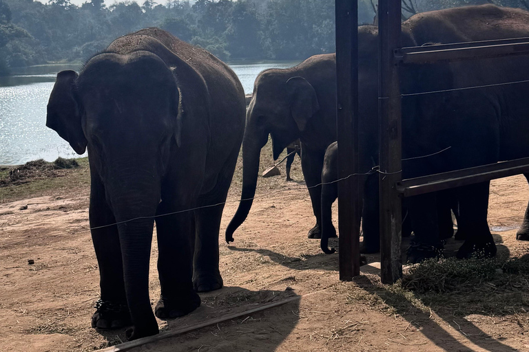 Safari en Jeep por la Vida Salvaje en Bannerghatta con Traslado Privado
