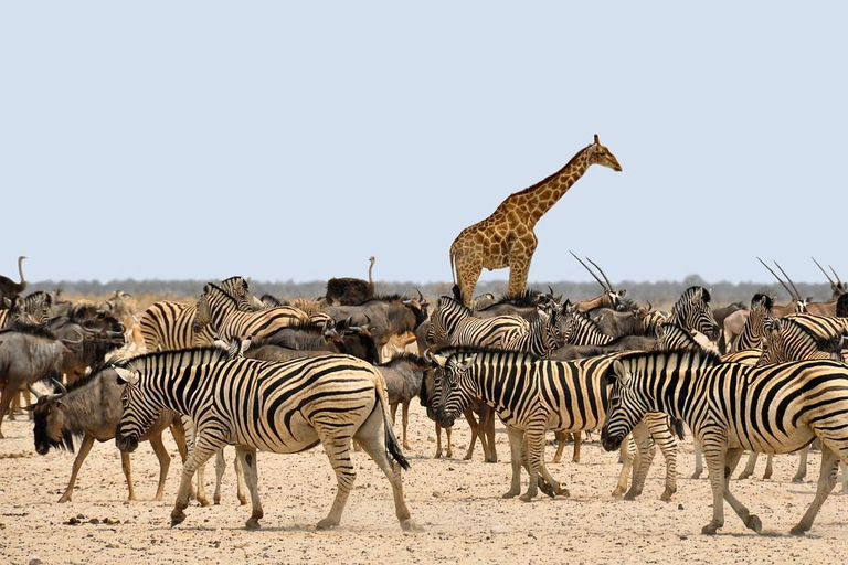 Namibie : Excursion en safari semi-inclusif __ 12 jours