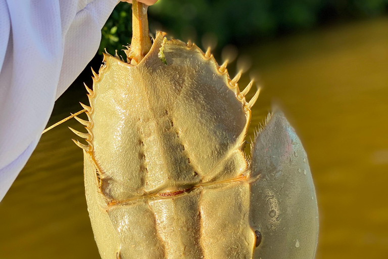 Natuurbelevenis Rio Lagartos en Las Coloradas.