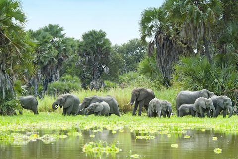 Da Zanzibar: Safari di un giorno nella Selous Game Reserve con volo