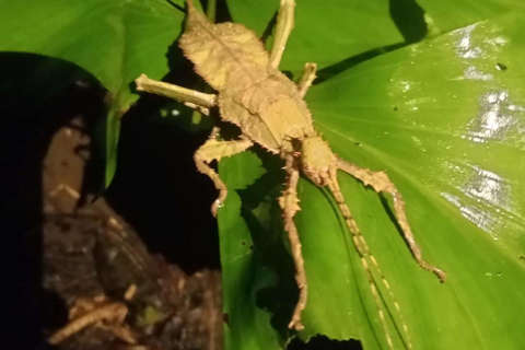 Khlong Sok: Excursión de medio día por las cascadas y la fauna de Khao SokAventura privada