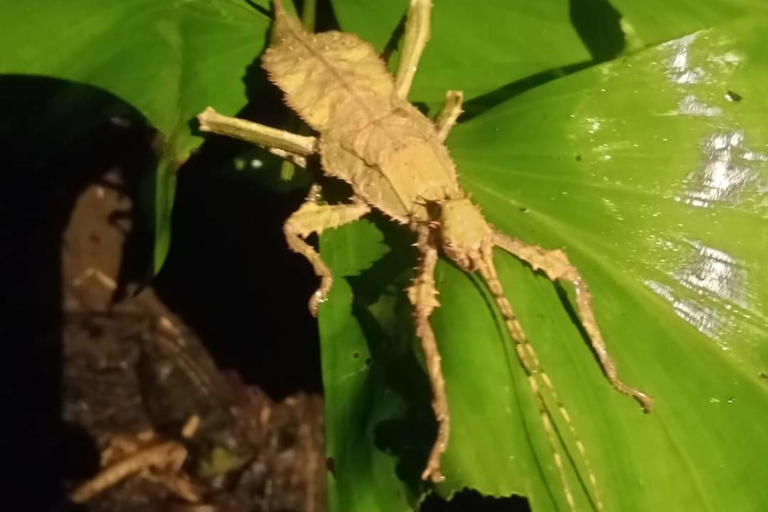 Khlong Sok: Excursión de medio día por las cascadas y la fauna de Khao SokAventura privada