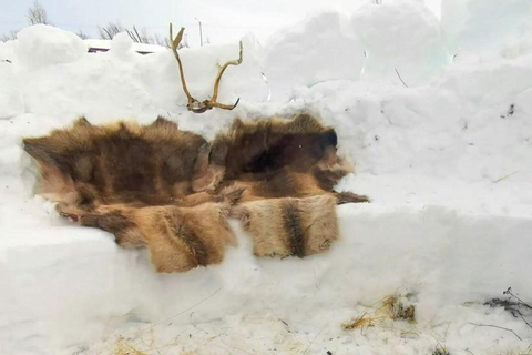 Tromsø : Luge de neige avec peaux de rennes et boissons chaudes.