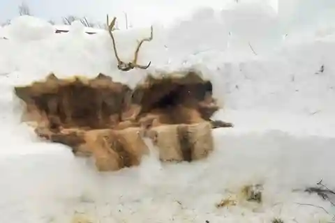 Tromsö: Snösläde med renfiltar och varm dryck