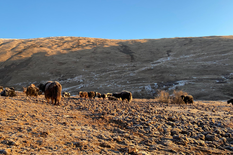 Khuvsgul Lake & Tsaatan Reindeer Herders Tour