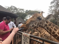 Elephant Orphanage and Giraffe Center Tour con opzioni - Hizvo