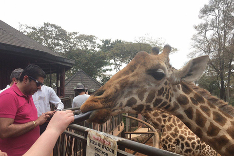 Nairobi : visite de l'orphelinat des éléphants et du centre des girafesVisite de l'orphelinat des éléphants, du centre des girafes et des bomas du Kenya