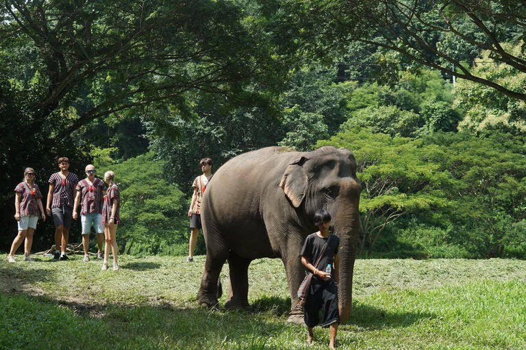 Chiang Mai: Ethical Elephant Experience - Transfer Options A : Meeting Point Feeding, Walk with Elephants (No Transfer)