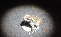 Tortuguero, spot sur la faune nocturne et marche de la jungle - Housity