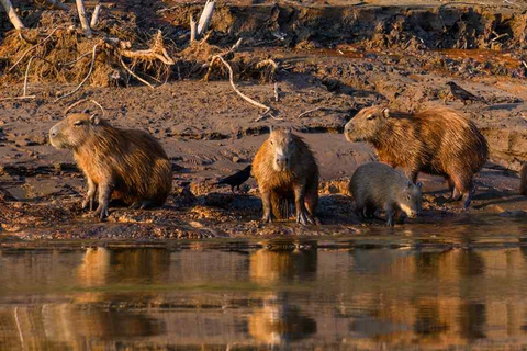 Puerto Maldonado: tour nocturno en barco por el río TambopataPuerto Maldonado: Tour nocturno en barco por el río Tambopata
