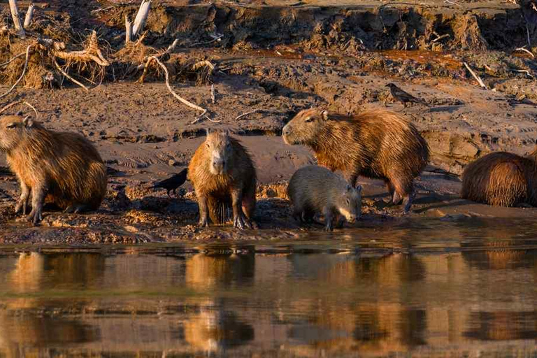 Puerto Maldonado: tour nocturno en barco por el río TambopataPuerto Maldonado: Tour nocturno en barco por el río Tambopata