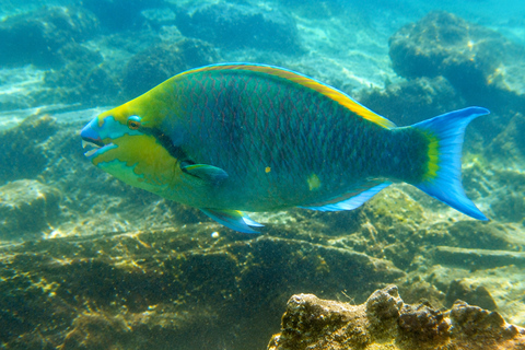 Boa Vista: Snorkeling Tour to 2 Reefs on Djeu Island Group Tour - Uninhabited island snorkel