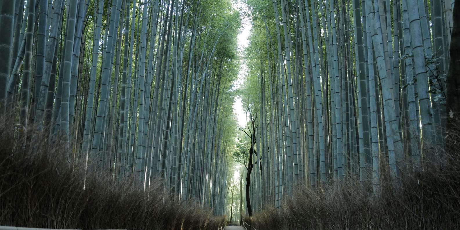 Kyoto experience — temples, geisha, bamboo grove — image 15