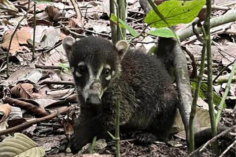 Uvita: Vandring i Corcovado nationalpark