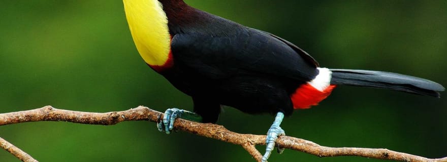 Placencia : aventure en bouée et cascade dans la réserve de jaguars