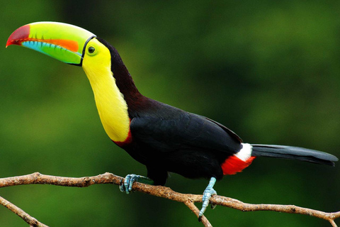 普拉森西亚：美洲虎保护区河上漂流和瀑布探险