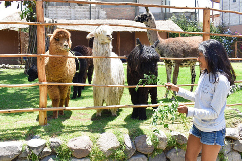 Tour em Arequipa + Mundo da Alpaca