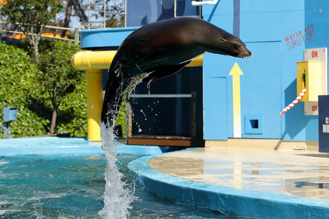 San Francisco: Six Flags Discovery Kingdom Admission Ticket Six Flags: Discovery Kingdom Good Any Day Ticket