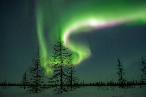 Rovaniemi: Northern Lights Hunters. Aurora + BBQ