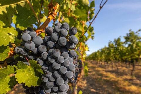 Oliver: Oliver Full Day Guided Wine Tour Oliver Full Day Guided Wine Tour