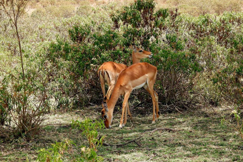 Nairobi: Crescent Island Sanctuary Day Trip with Lunch Nairobi: Crescent Island Sanctuary private day Trip