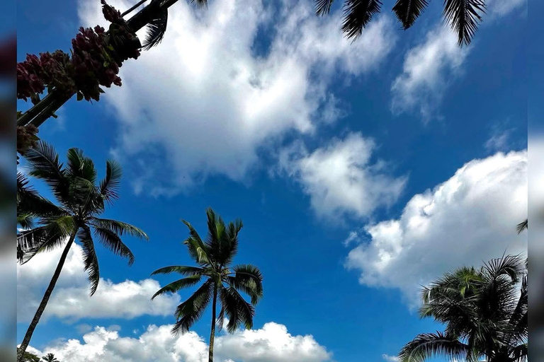 Ubud: avventura artistica, scimmie sacre e pace rurale