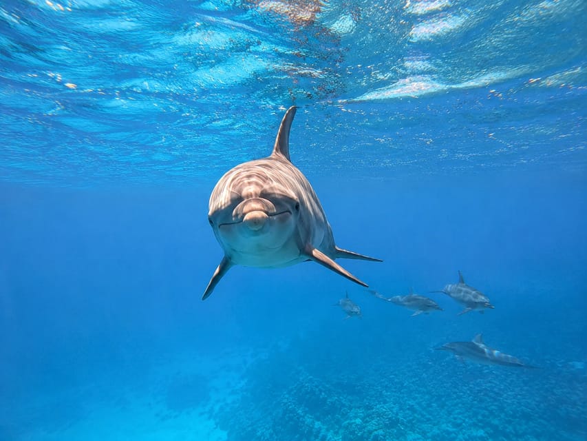 Marsa Alam: Samadai Dolphin House Snorkeling or Diving