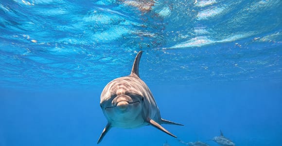 Marsa Alam: Samadai Dolphin House Snorkeling or Diving