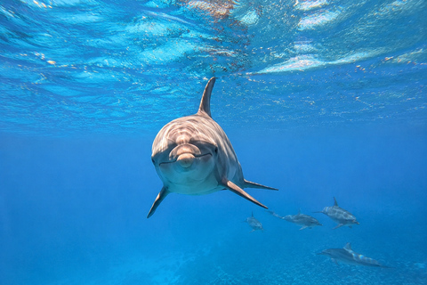 Marsa Alam: Samadai Dolphin House Snorkeling or Diving Samadai Dolphin House with 2 daily Dives (Certfied divers)
