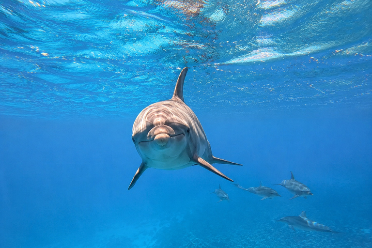 Marsa Alam: Samadai Dolphin House Snorkeling or Diving Marsa Alam: Samadai Dolphin House Snorkeling
