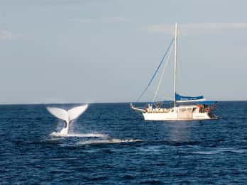 Nelson Bay: Whale and Dolphin Watching Catamaran Cruise