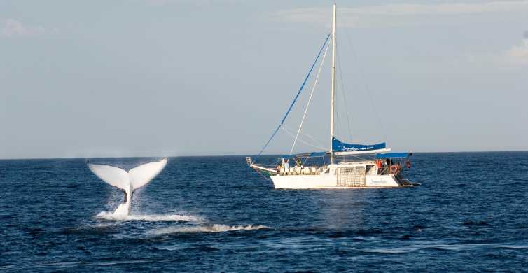 3HR plavba za velrybami a delfíny Port Stephens