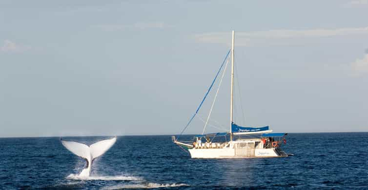 3HR plavba za velrybami a delfíny Port Stephens