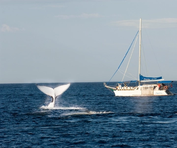 Baia di Nelson: Crociera per avvistare le balene e i delfini in catamarano