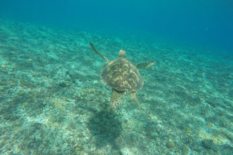 瓦努阿图：海龟与浮潜之旅（含午餐）瓦努阿图：海龟与浮潜之旅，含午餐
